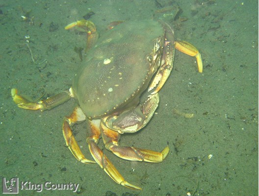 Photo of Metacarcinus magister